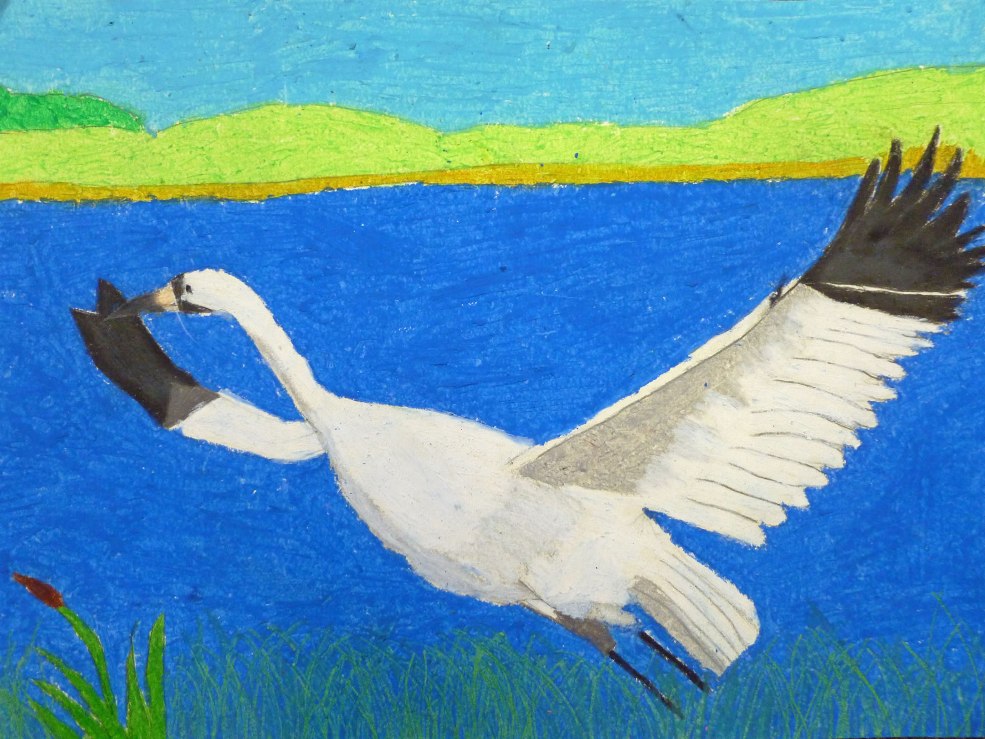3rd Grade 2nd Place. 'Whooping Crane' by Katherine Cheng from Mission San Jose Elementary School. Image courtesy US Fish and Wildlife Service.